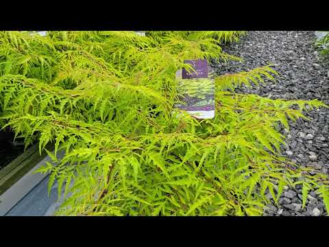 image-How tall does staghorn sumac grow?