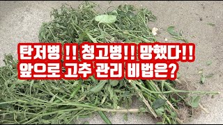 올해 정말 고추농사 힘들다!! 청고병은 왔고 앞으로 탄저병 대책은?? 관리방법 공개!!