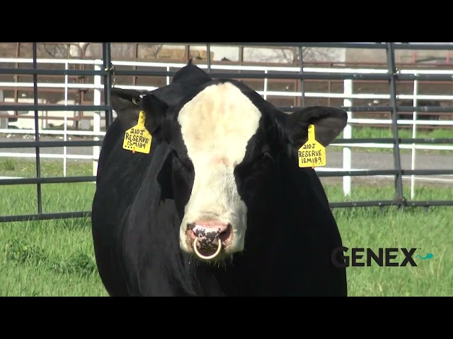 BLACK Bull　8枚 Amazon.com: CAP-655BM-8-DB/DropStars Gloss Black Bolt-On