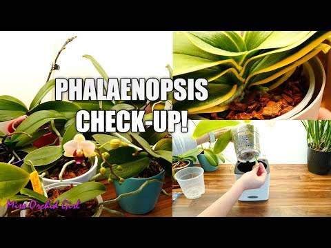 , title : 'Phalaenopsis Orchids routine check-up! + Transforming any Orchid pot in self watering'