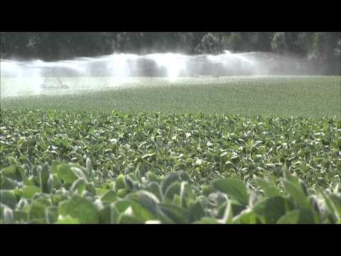 Nitrogen Cycle – Tutakoke Goose Project Nitrogen Cycle – Tutakoke Goose Project