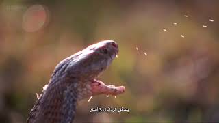 غرائب الطبيعة: الدفاعات الملتوية | Weird Nature
