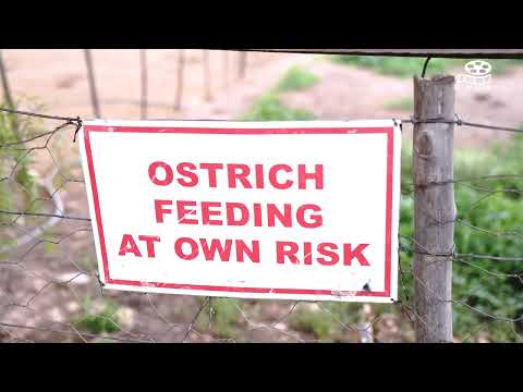 Garden Route SECRETS REVEALED?! 🇿🇦 The PERFECT Driving Time!