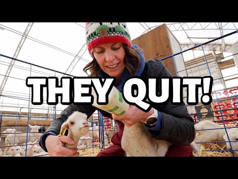 Everyone's QUITTING! ...mama's quit lambing, rams quit loving, cart quits feeding & lambs quit ME.