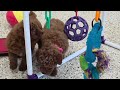 Miniature Poodle dogs for sale: Finley - Video 1