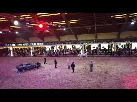 BASHIR AL RAYYAN .ANSATA NILE ECHO & G SHAFARIA. Straight Egyptian World Championship 2021