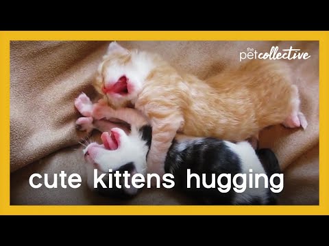 שני חתלתולים קטנים מתכרבלים ביחד בסרטון חמוד במיוחד!