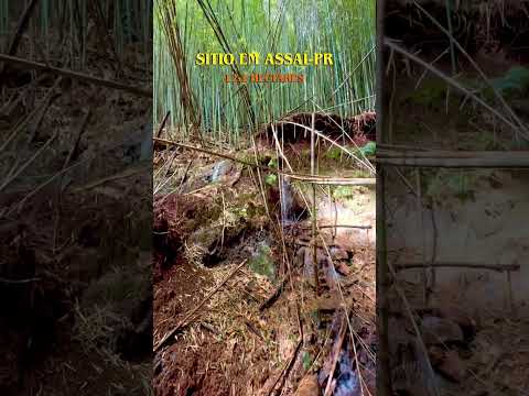 SÍTIO PRÓX DE LONDRINA-PR, 5 ALQUEIRES, ÁREA DE PLANTIO, CASA NOVA E NASCENTE