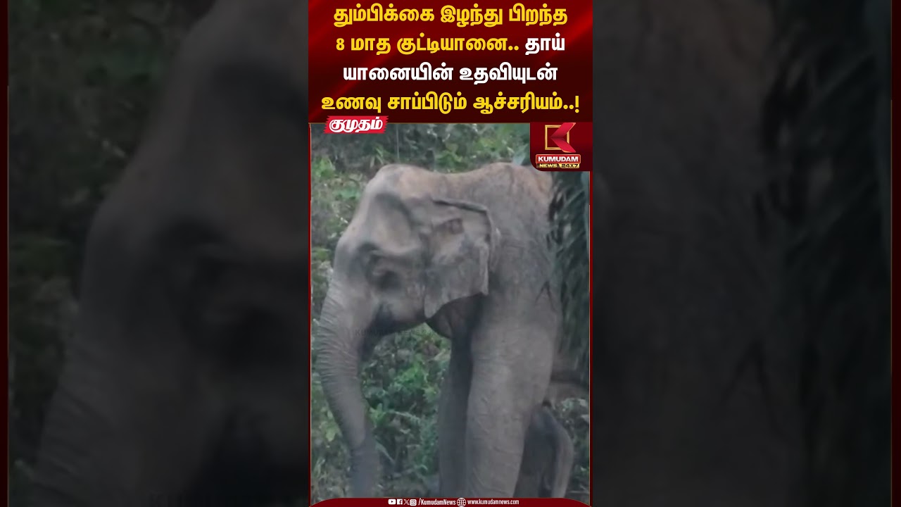 தும்பிக்கை இழந்து பிறந்த 8 மாத குட்டியானை.. உணவு சாப்பிடும் ஆச்சரியம்..! | Kumudam News