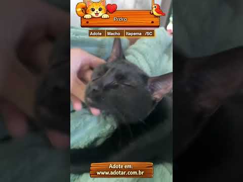 Vídeo de Prdro