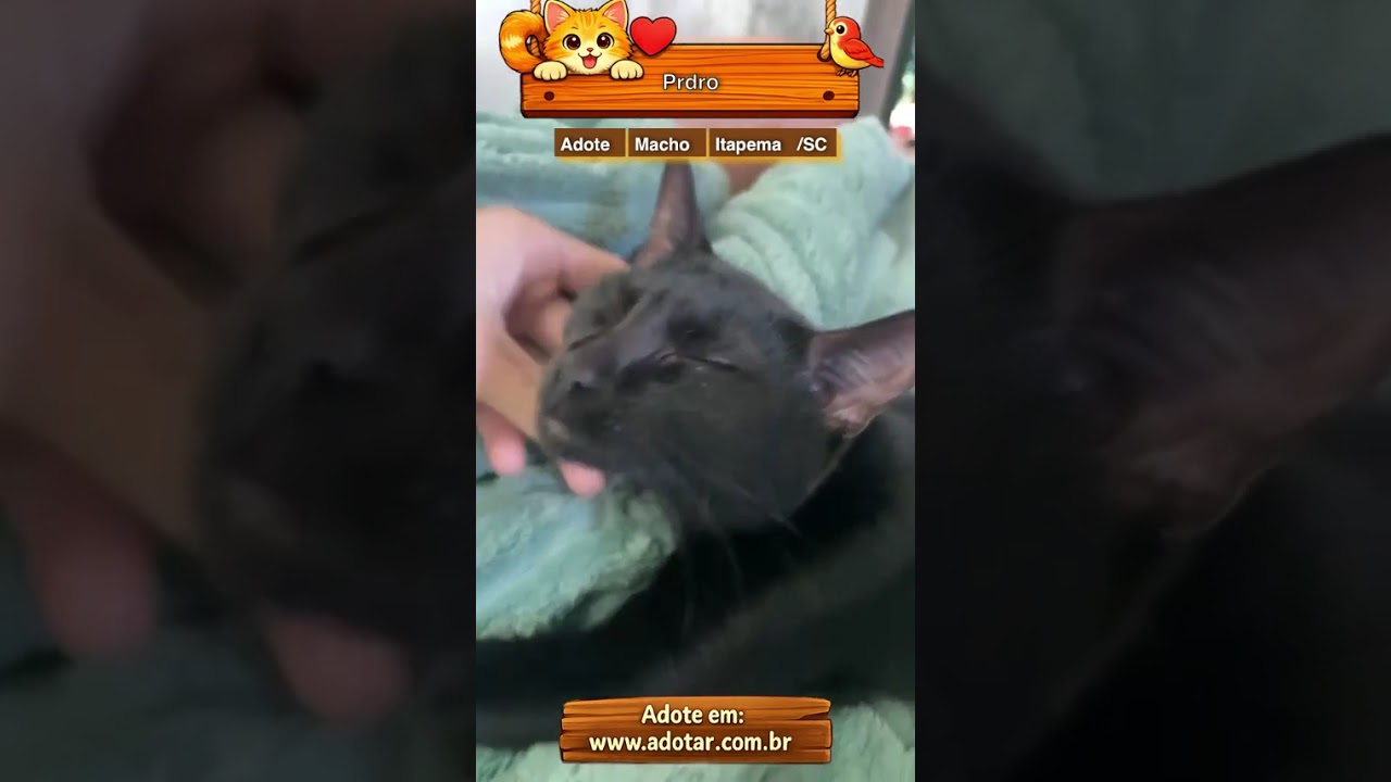 Gato raça SRD-ViraLata idade 2 a 6 meses nome Prdro