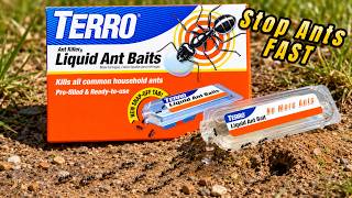 Terro Liquid Ant Bait Review – Does It Actually Work