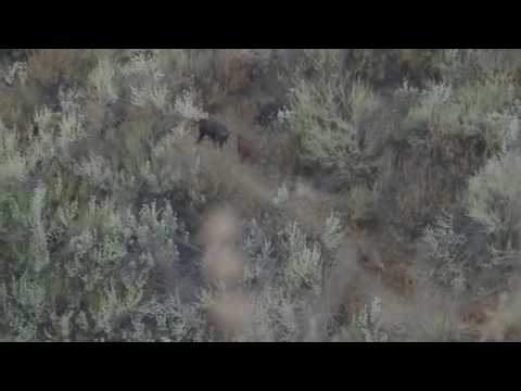 Oak stone outfitters pig hunt promo video Oak stone outfitters pig hunt promo video