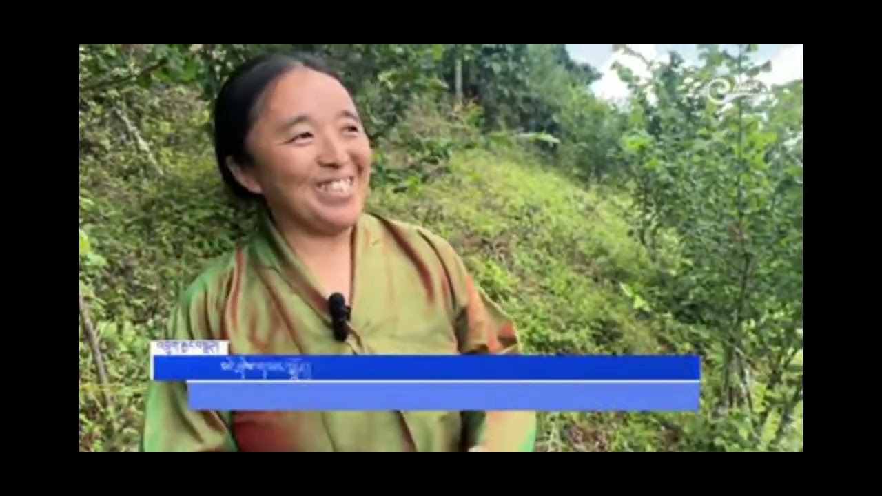 BBS (Dzongkha): Rainforest Alliance Certification on the horizon for Bhutanese hazelnuts
