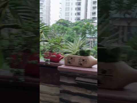 #khadeeja haider alvi| #shortsfeed #shortvideo #shorts