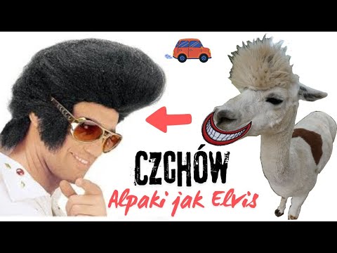 Czchów - Alpaki - Zamek