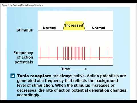 Bio233 A&P 1 Lecture  Chapter 15 Sensory Pathways and the Somatic Nervous System part 1 2023
