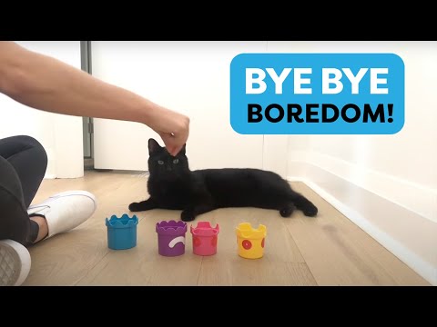 The BEST cat enrichment game! - YouTube