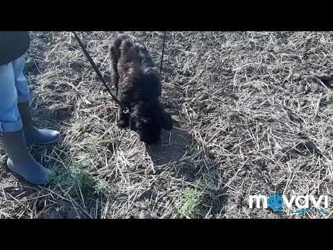 Nev Lemar Klyaksa, 3 months.