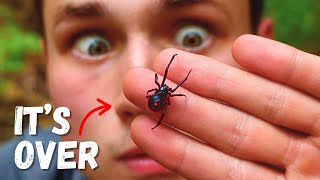 What Happens if a Black Widow Bites You?