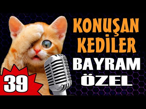 Konuşan Kediler 39 - Bayram Özel Komik Kedi Videoları