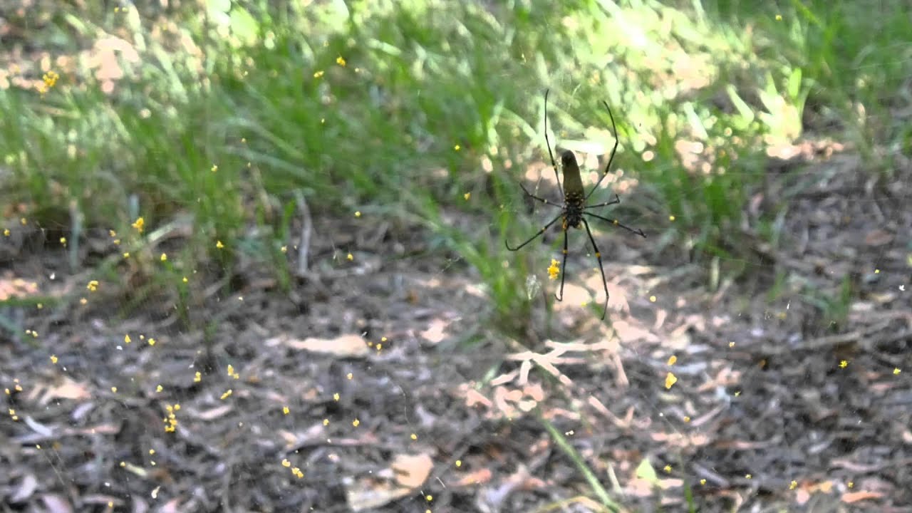 Join us for a walk through Holmes Jungle and meet its wild residents.