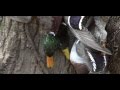 Cache River Timber Duck Hunt: Awesome Footage ...