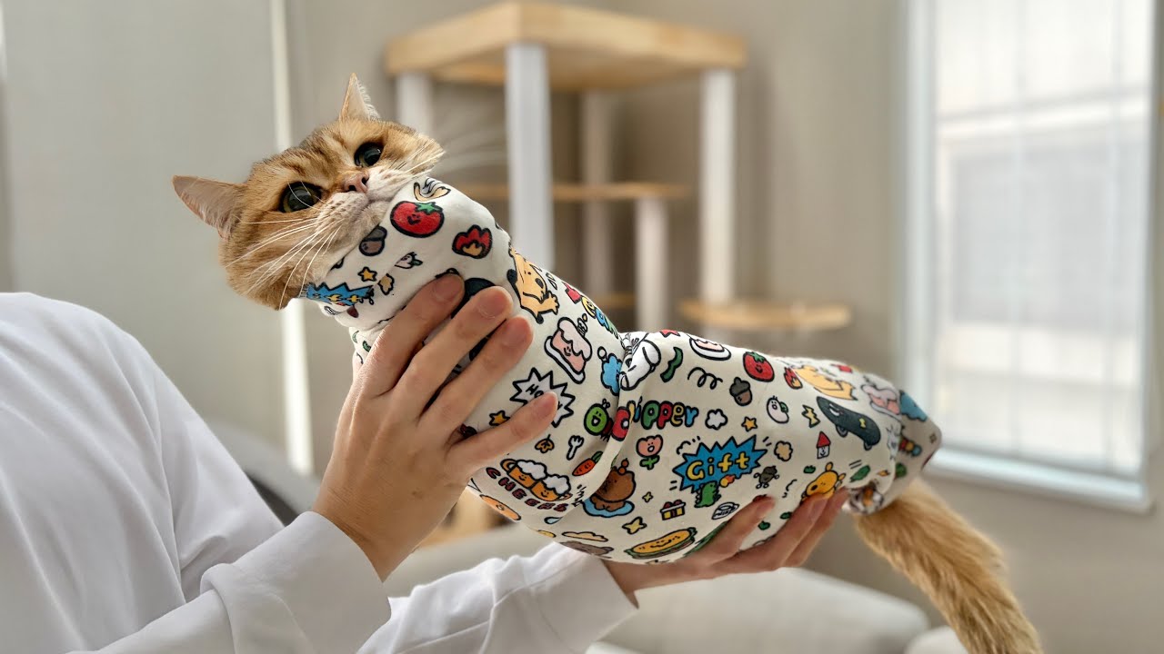 歯磨きを嫌がり海苔巻きにされてしまった猫がこちらです…