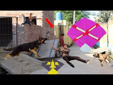 Kite Flying With New Dog 🐕 Buy