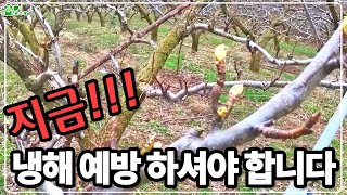 냉해 예방을 약 하나로?! ㅣ냉해 예방 방법 공개! ㅣ 감나무 냉해