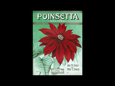 The Peerless Orchestra - Poinsetta Waltzes (Daly & Davis) (1912)