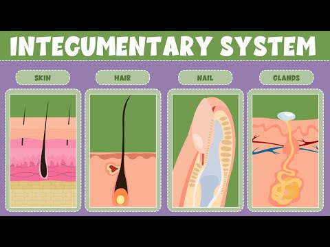 Integumentary System: What It Is, Function & Organs - Video for Kids
