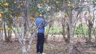 preview picture of video 'Naranjas en villaprado san martín'