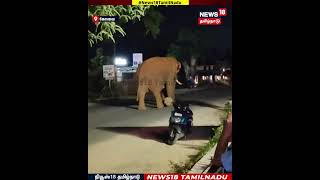 Elephant | கோவை மாவட்டம் மேட்டுப்பாளையம் - உதகை சாலையில் உலாவிய பாகுபலி யானை | N18S 
