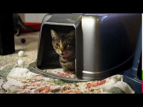 Cgi Vfx Spot Hd: «Животное Человеческое Общество» By - Make