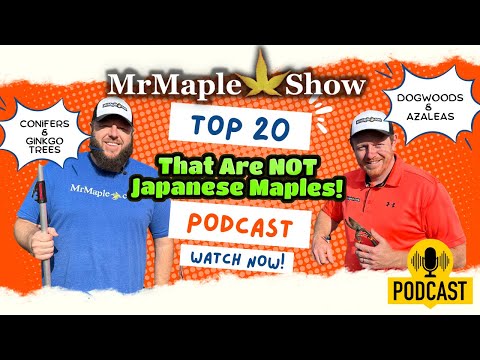 Top 20 Plants That Are Not Japanese Maples | MrMaple Show Podcast