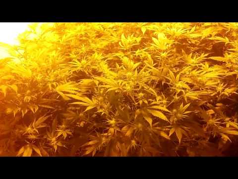 Choco HashBerry 1stweek