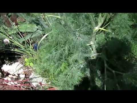 Dill Weed (Anethum graveolens),Lisa's Landscape & Design "Plant Pick of the Day", owner Lisa LaPaso,