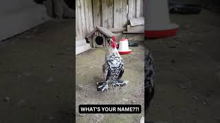 Download lagu What's your name? | Tony and Ezekiel | Fuck You Tony | Rooster Vs Rooster #Chicken #animals #birds mp3 Download lagu What's your name? | Tony and Ezekiel | Fuck You Tony | Rooster Vs Rooster #Chicken #animals #birds mp3