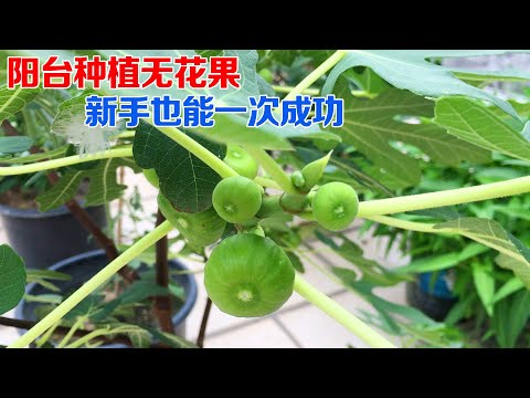 種無花果