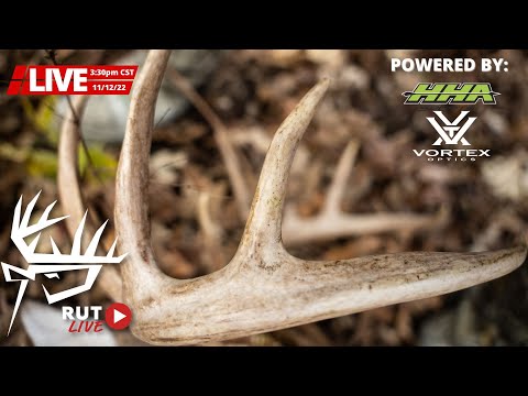 LIVE November Rut Deer Hunting Action in IOWA, ILLINOIS and WISCONSIN