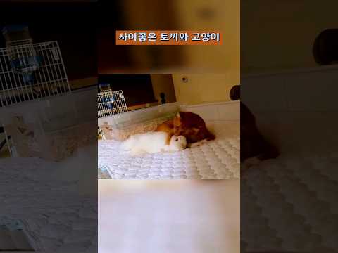 사이좋은 토끼와 고양이