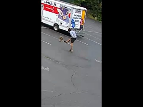 Wild animal attacks three people in New Hampshire