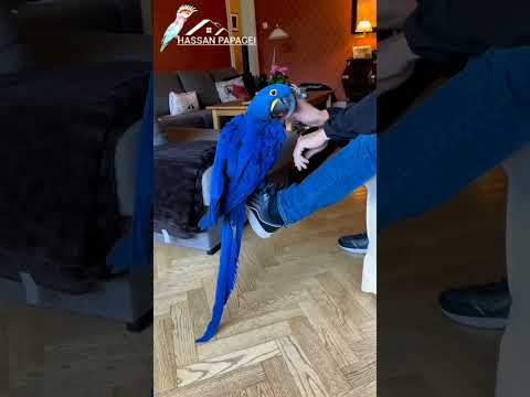 hyacinth macaw parrot shorts