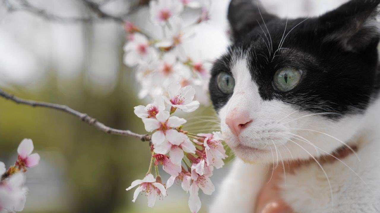玄関開けたら最期のにゃんこ　Cat Last Welcomeow