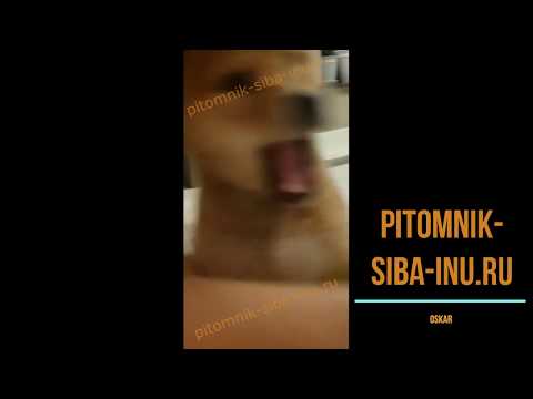 Видео-отзыв: щенок сиба-ину в новом доме, Оскар
