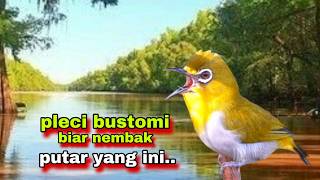 Download lagu Suara Burung Pleci Gacor Ngalas,Sekali Pancing Pleci Bustomi Gacor mp3