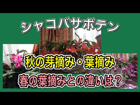 園芸 クリスマスサボテン