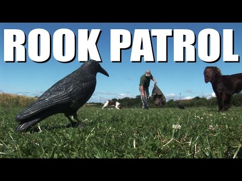 Rook patrol, with the South Somerset Ferreters Rook patrol, with the South Somerset Ferreters