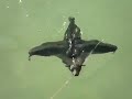 Bats Can Swim